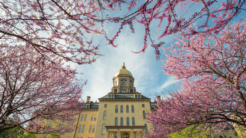 The Notre Dame Main Building, with the Golden Dome, pictured in spring with beautiful pink blooming trees.